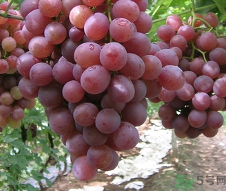 吃紅提要剝皮嗎？紅提皮可以吃嗎？