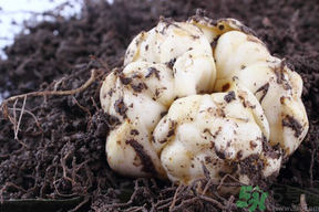 孕婦能吃新鮮百合嗎？孕婦可以吃鮮百合嗎？