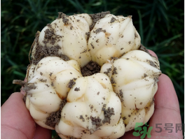 孕婦能吃新鮮百合嗎？孕婦可以吃鮮百合嗎？