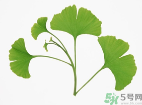 新鮮銀杏葉能泡水喝嗎？鮮銀杏葉能直接泡水嗎？