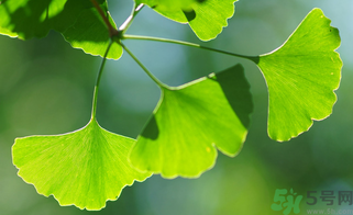 新鮮銀杏葉能泡水喝嗎？鮮銀杏葉能直接泡水嗎？
