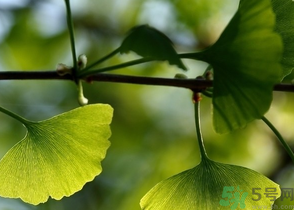 新鮮銀杏葉能泡水喝嗎？鮮銀杏葉能直接泡水嗎？