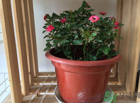 月季花可以放在室內(nèi)嗎？月季花放在室內(nèi)好嗎？