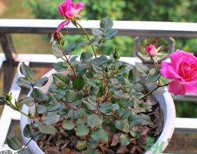 月季花可以放在室內(nèi)嗎？月季花放在室內(nèi)好嗎？