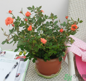 月季花可以放在室內(nèi)嗎？月季花放在室內(nèi)好嗎？