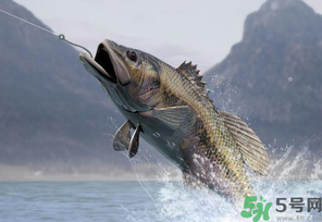 秋天釣魚(yú)用什么打窩？秋天釣鯉魚(yú)用什么打窩？