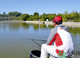 秋天釣魚(yú)用什么打窩？秋天釣鯉魚(yú)用什么打窩？