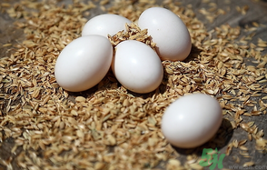 鴿子蛋多少錢一個？鴿子蛋多少錢一斤？?