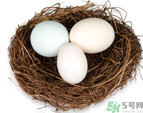 鴿子蛋可以放冰箱嗎？鴿子蛋放冰箱可以放多久？