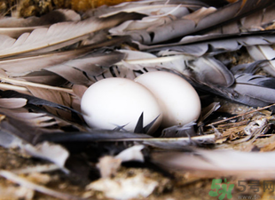 鴿子蛋可以放冰箱嗎？鴿子蛋放冰箱可以放多久？