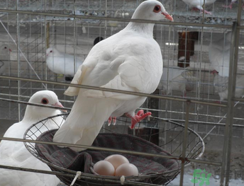 鴿子蛋可以放冰箱嗎？鴿子蛋放冰箱可以放多久？