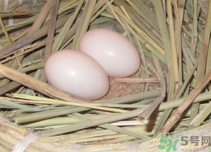 鴿子蛋怎么煮不會破裂？鴿子蛋怎么煮不會破？