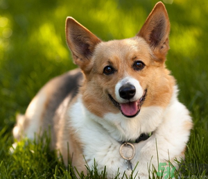 狂犬病的潛伏期最長(zhǎng)多長(zhǎng)？狗咬了會(huì)得狂犬病嗎？