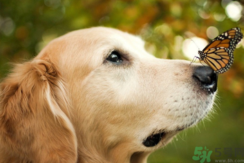 狂犬病的潛伏期最長(zhǎng)多長(zhǎng)？狗咬了會(huì)得狂犬病嗎？