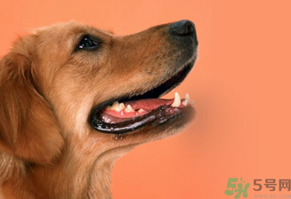 狂犬病的潛伏期最長(zhǎng)多長(zhǎng)？狗咬了會(huì)得狂犬病嗎？