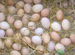 鴨蛋和雞蛋哪個營養(yǎng)價值高？鴨蛋和雞蛋的區(qū)別