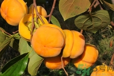 柿子和香蕉能一起吃嗎？柿子和香蕉一起吃會(huì)中毒嗎？