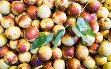 蜜棗的熱量是多少 蜜棗吃多了會發(fā)胖嗎