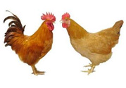 三黃雞是什么雞？三黃雞是公雞還是母雞？