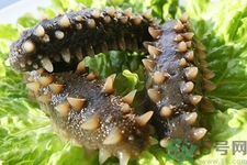 新鮮海參怎么吃最好？新鮮海參生吃最好嗎？