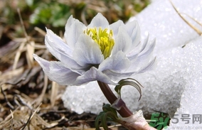 雪蓮花怎么吃？雪蓮花的功效作用