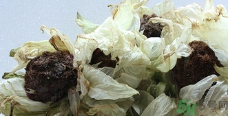 雪蓮花怎么吃？雪蓮花的功效作用