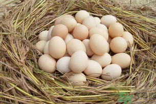 土雞蛋怎么辨別？怎么辨別土雞蛋的真假？