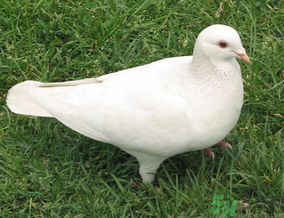 鴿子是發(fā)物嗎？吃鴿子的禁忌