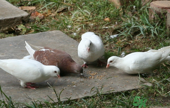 鴿子是發(fā)物嗎？吃鴿子的禁忌