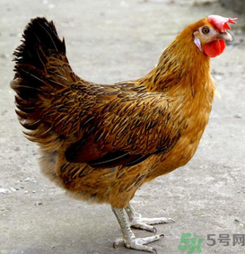 老母雞多少錢一斤？老母雞多少錢一只？