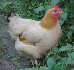 老母雞多少錢一斤？老母雞多少錢一只？