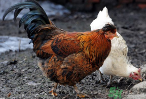 老母雞多少錢一斤？老母雞多少錢一只？