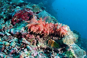 海參可以泡酒嗎?海參泡酒有什么功效 海參可以泡酒嗎?海參泡酒有什么功效