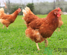 肉雞多少錢一斤？肉雞價格行情