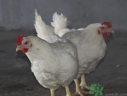 肉雞多少錢一斤？肉雞價格行情