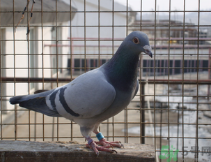 鴿子多少錢一只？鴿子多少錢一斤？