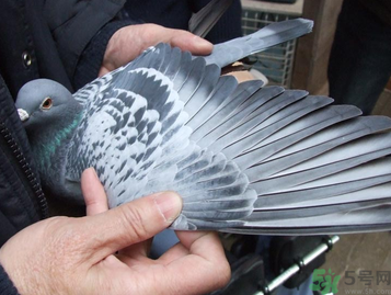 鴿子多少錢一只？鴿子多少錢一斤？