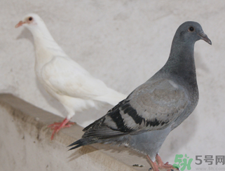 鴿子多少錢一只？鴿子多少錢一斤？