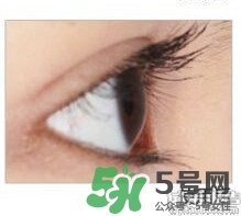 圣雪蘭睫毛增長液多少錢?圣雪蘭睫毛增長液專柜價格 圣雪蘭睫毛增長液多少錢?圣雪蘭睫毛增長液專柜價格