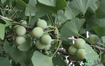 吃白果會中毒嗎？白果怎么吃不會中毒？