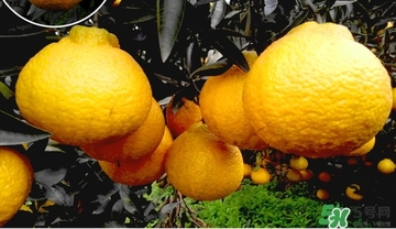 丑橘什么時候成熟？丑橘的功效