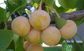 白果可以天天吃嗎？白果吃多了會(huì)怎么樣？