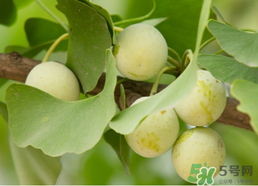 白果可以天天吃嗎？白果吃多了會(huì)怎么樣？