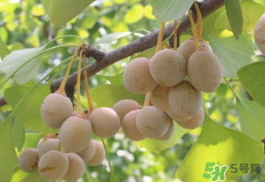 白果可以天天吃嗎？白果吃多了會(huì)怎么樣？