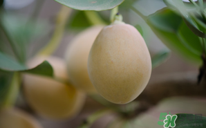 白果可以天天吃嗎？白果吃多了會(huì)怎么樣？