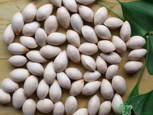 白果發(fā)霉了還能吃嗎？白果發(fā)霉了怎么處理？