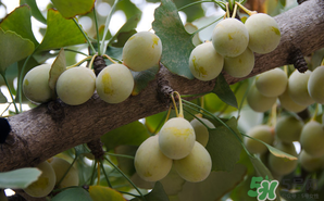 吃白果有什么好處和壞處？吃白果有什么作用？