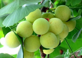 吃白果有什么好處和壞處？吃白果有什么作用？