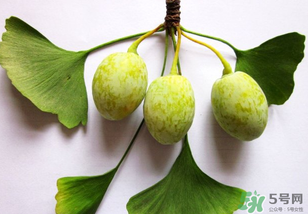 白果和銀杏果一樣嗎？白果是銀杏的果實嗎？