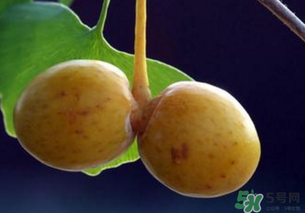 白果和銀杏果一樣嗎？白果是銀杏的果實嗎？